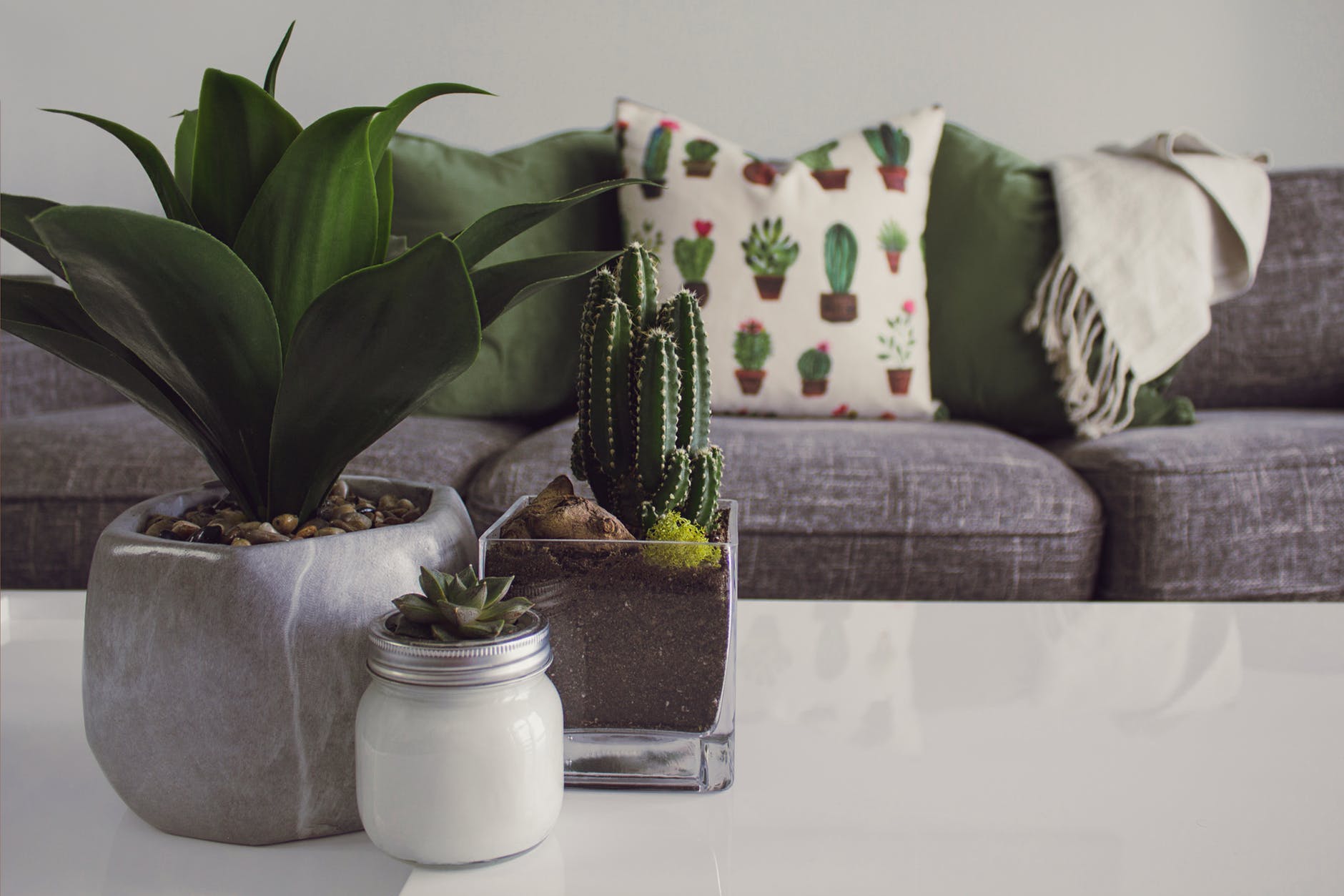 You are currently viewing The Benefits of Having  Indoor Plants